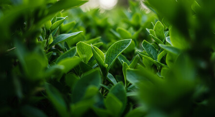 Naklejka premium Vibrant green leaves close up showing natural texture and fresh growth, perfect for nature and wellness themes.