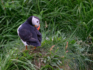 Atlantic Puffin Preening on Coastal Grassland