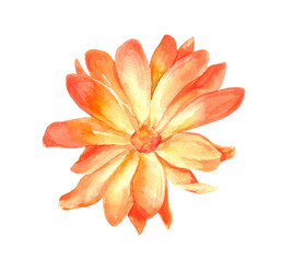 Watercolor illustration of orange calendula flower isolated on white background. Medicinal herb drawing