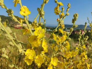 Beautiful horizontal image photo verbascum lychnitis mullein velvet plant yellow flowers close-up ultra hd high quality resolution background photography backdrop wallpaper perfect for campaigns 