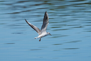 junge Möwe im Flug, 