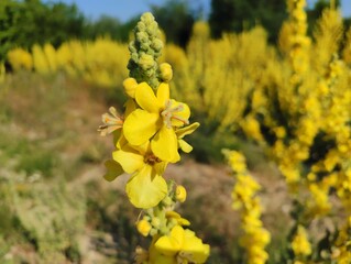 Beautiful horizontal image photo verbascum lychnitis mullein velvet plant yellow flowers close-up ultra hd high quality resolution background photography backdrop wallpaper perfect for campaigns 
