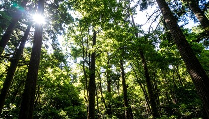 Obraz premium Lush forest canopy. Sunlight filters through tall trees