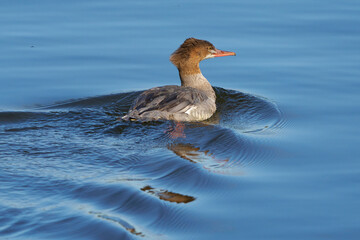 Gänsesäger auf dem Wasser