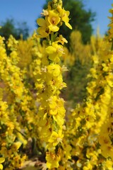 Beautiful vertical image photo verbascum lychnitis mullein velvet plant yellow flowers close-up ultra hd high quality resolution background photography backdrop wallpaper perfect for campaigns 