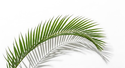 Obraz premium A vibrant green palm frond isolated on white background, casting a soft shadow, creating a minimalist tropical aesthetic
