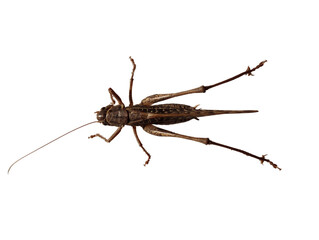 Close up photo image of detailed big full body calm meadow brown grasshopper resting with no background hd high quality prefect for campaigns 