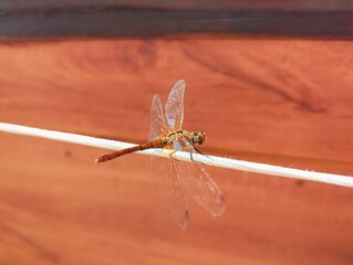 Beautiful colorful image photography of dragonfly with transparent blue green wings close up macro...