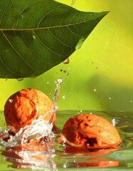 Walnut Splash