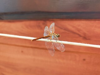 Beautiful colorful image photography of dragonfly with transparent blue green wings close up macro...
