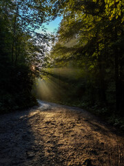 Fototapeta premium road in the forest and rays of sun shining through the tree branches 