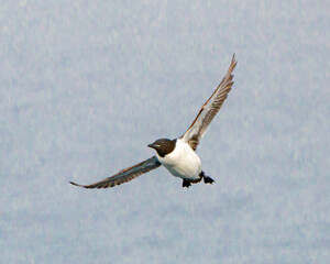 Brunnich’s Guillemot in flight