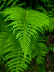 green fern leaf