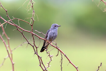 At Maharashtra’s Bhigwan, the Grey-bellied Cuckoo (Cacomantis passerinus) lingers like a song half-remembered, weaving.