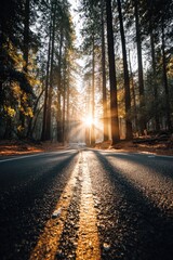 Fototapeta premium Golden sunlight streams down a forest road, illuminating the asphalt and creating long shadows.