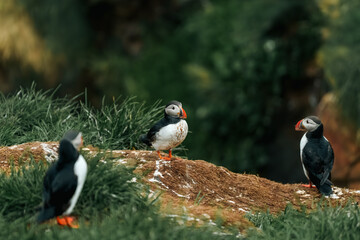 puffin in iceland