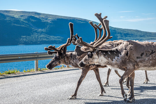 In viaggio verso Capo Nord, costeggiando i fiordi norvegesi