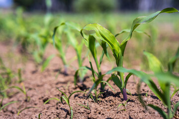 young corn sprouts, fresh shoots sprout from the soil