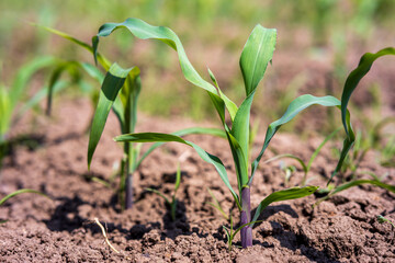 young corn plants begin to grow from the soil