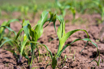 A field of corn with green leaves and brown dirt