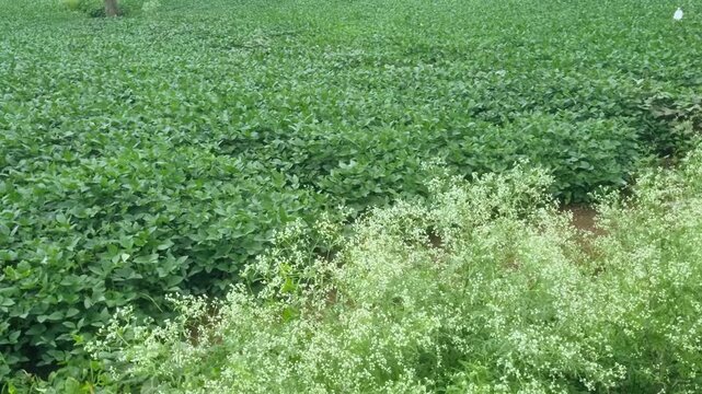 Field shows invasive Parthenium hysterophorus (Congress grass/carrot weed) amidst another crop of soybean. This noxious weed harms agriculture, biodiversity, health, and requires integrated management