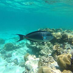 Fototapeta premium Underwater coral reef scene with fish