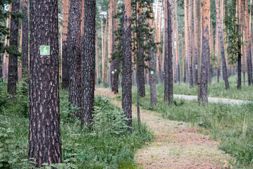 a sign on a tree signifying a place for walking