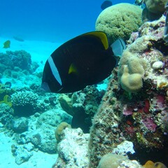 Naklejka premium Underwater coral reef scene with fish