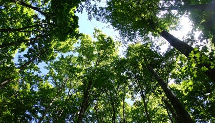 Fototapeta premium Lush forest canopy viewed from below (2)