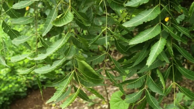 Neem Azadirachta indica is an evergreen tree with distinctive leaves. It offers antibacterial antifungal and anti-inflammatory properties. Its used in traditional medicine supporting skin, oral health