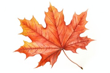 Maple leave leaves plant leaf.