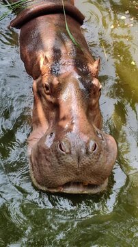Hippo chews grass lying in pond zoo. Hippopotamus in water top view. Thailand