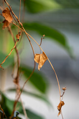 brown leaf on a tree