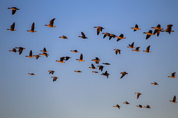A flock of geese flying on the spring sky. Greater white-fronted goose (Anser albifrons) and Taiga bean goose (Anser fabalis).