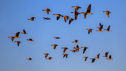 A flock of geese flying on the spring sky. Greater white-fronted goose (Anser albifrons) and Taiga bean goose (Anser fabalis).