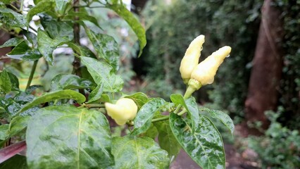 Close-up of chili peppers with blemishes or damage, representing the adverse effects of...