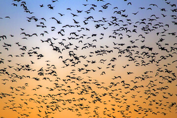 A flock of geese flying on the spring sky. Greater white-fronted goose (Anser albifrons) and Taiga bean goose (Anser fabalis).
