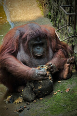 Portrait of Borneo orangutan in nature