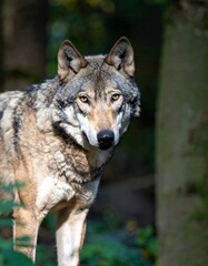 Close-up of a wolf in a forest