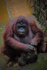 Portrait of Borneo orangutan in nature
