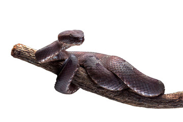 Mangrove pit viper on a tree branch © DS light photography
