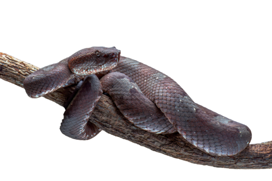 Mangrove pit viper on a tree branch