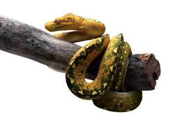 Fototapeta premium Close up of a green tree python