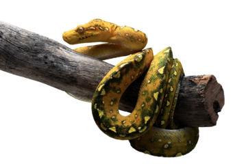 Close up of a green tree python