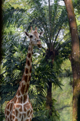 Close-up of a giraffe in front of some green trees, giraffes in front of green trees, Giraffe looking at camera