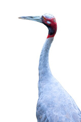 A close-up of a magnificent grey crowned crane, with its blue and white feathers glistening, standing in the wild