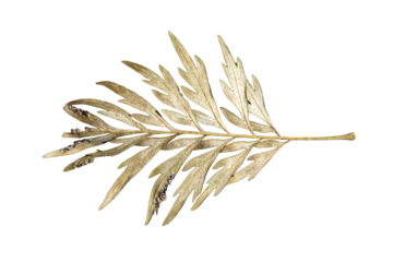 A single bunch of golden wheat ears isolated on a white background, representing agriculture and natural harvest
