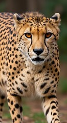 Obraz premium Golden Gaze of the Savannah