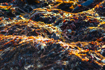 Seabird Camouflaged Among Colorful Seaweed on Rocky Shore