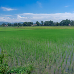 Obraz premium Rice field and nearby pond